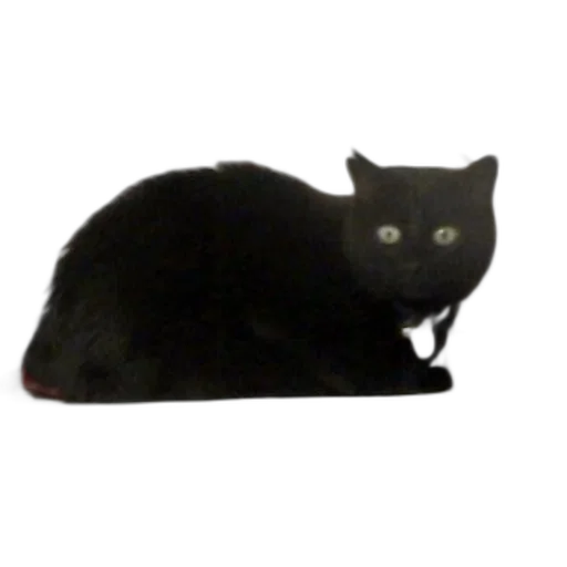 animal, staff, hat, creature transparent PNG cut-out