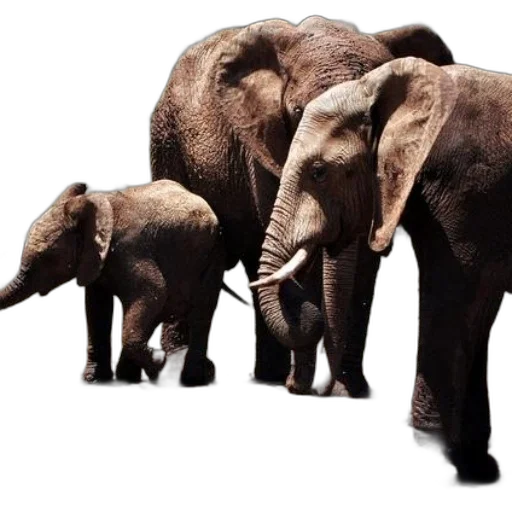 animal, photorealistic, concept art, 3d render transparent PNG cut-out