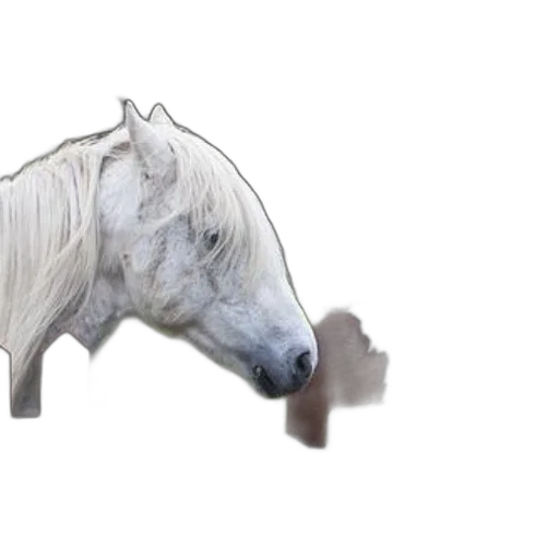 animal, dragon, creature, weapon transparent PNG cut-out