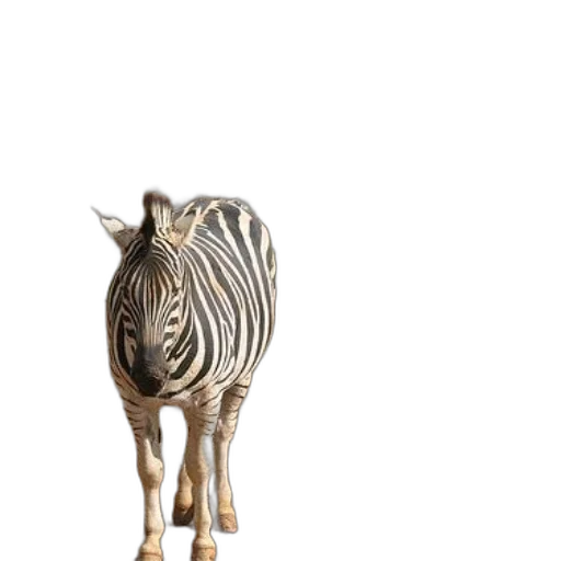 animal, creature, jewelry, furniture transparent PNG cut-out