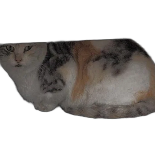 furniture, shoes, animal, hat transparent PNG cut-out