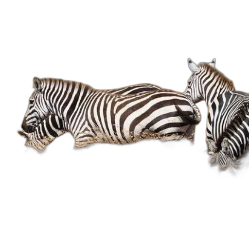 animal, shoes, furniture, jewelry transparent PNG cut-out