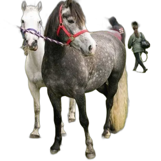 animal, staff, weapon, photorealistic transparent PNG cut-out