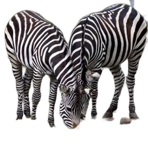 animal, creature, 3d render, photorealistic transparent PNG cut-out