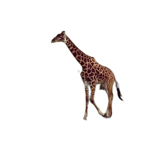 animal, creature, staff, hat transparent PNG cut-out