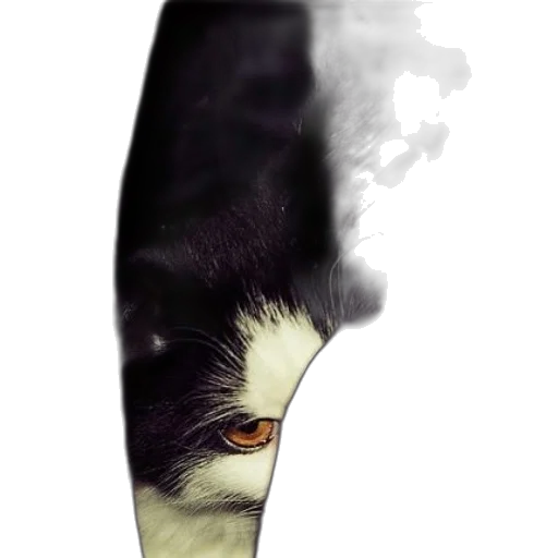 mask, face, staff, creature transparent PNG cut-out