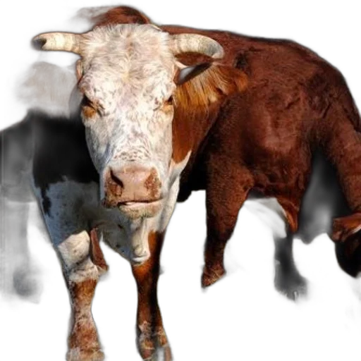 animal, creature, photorealistic, concept art transparent PNG cut-out