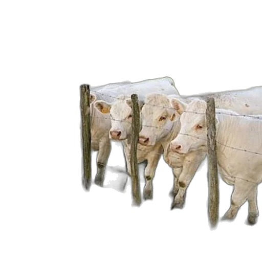 furniture, animal, food, 3d render transparent PNG cut-out