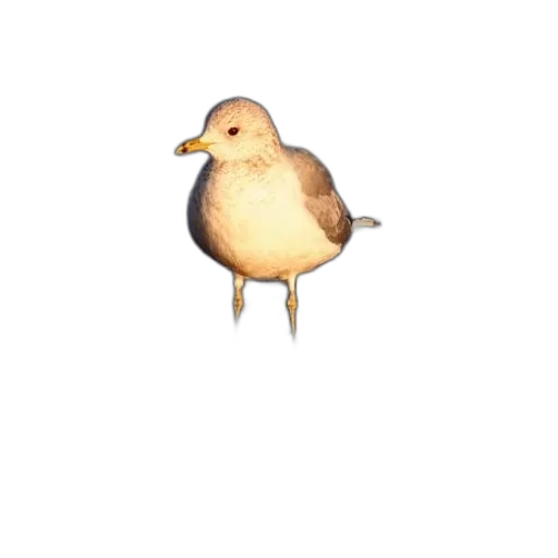 animal, staff, food, creature transparent PNG cut-out