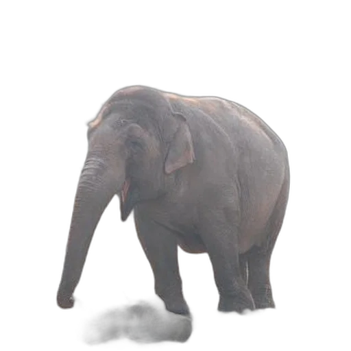animal, creature, staff, face transparent PNG cut-out