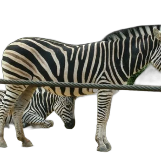 animal, weapon, staff, creature transparent PNG cut-out