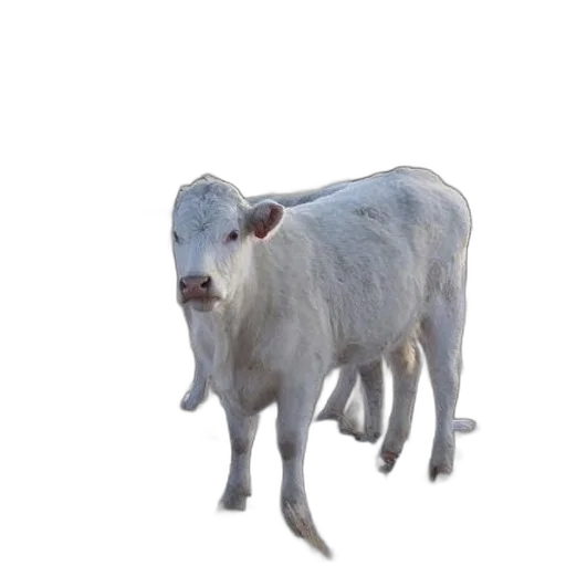 animal, creature, food, face transparent PNG cut-out