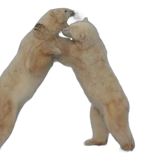 animal, shoes, creature, furniture transparent PNG cut-out