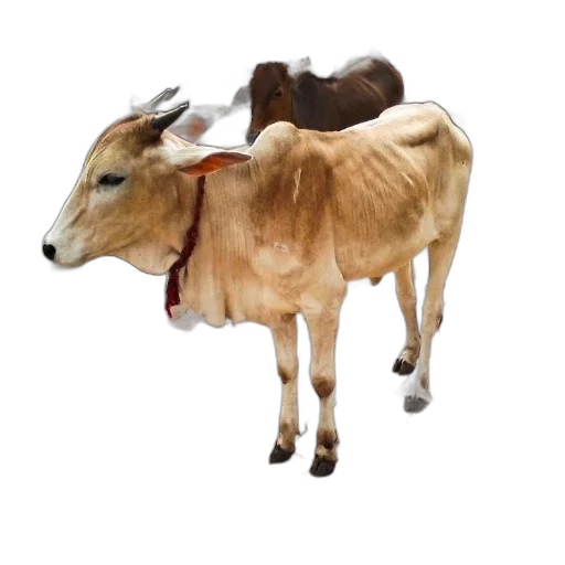 animal, food, jewelry, hat transparent PNG cut-out
