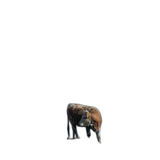 animal, creature, furniture, staff transparent PNG cut-out