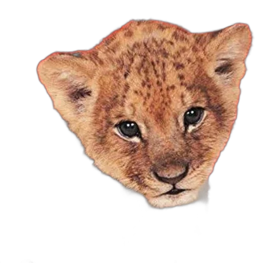 animal, creature, face, crown transparent PNG cut-out