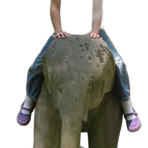 animal, creature, 3d render, photorealistic transparent PNG cut-out