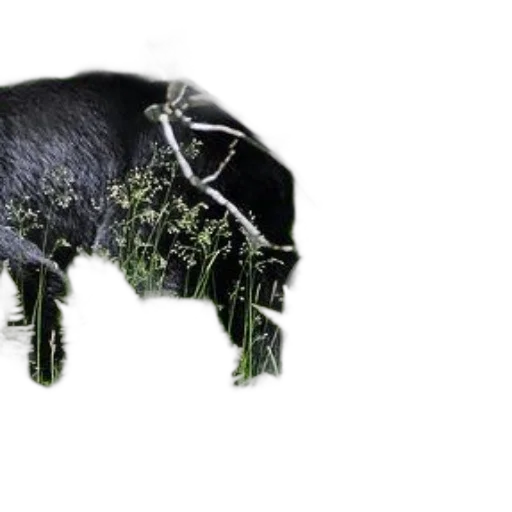 animal, mask, hat, crown transparent PNG cut-out