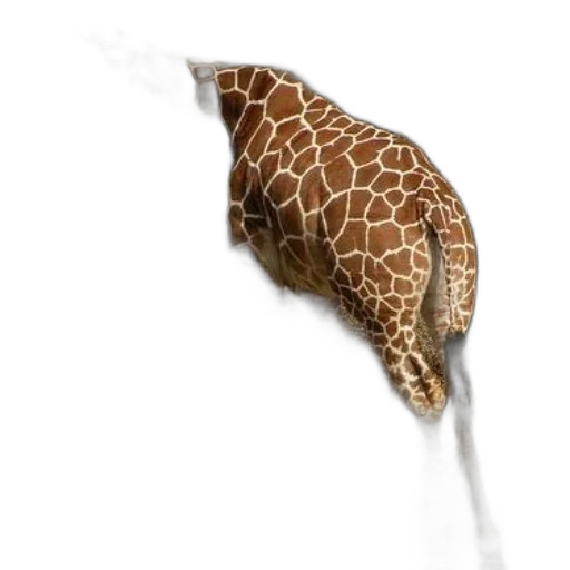 umbrella, animal, staff, hair transparent PNG cut-out