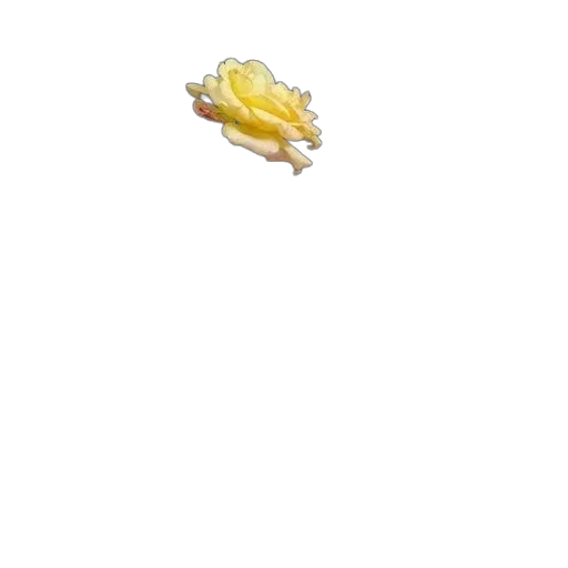 food, dragon, animal, creature transparent PNG cut-out
