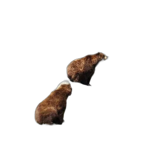 animal, hat, shoes, furniture transparent PNG cut-out