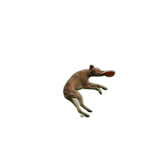 creature, animal, dragon, shoes transparent PNG cut-out