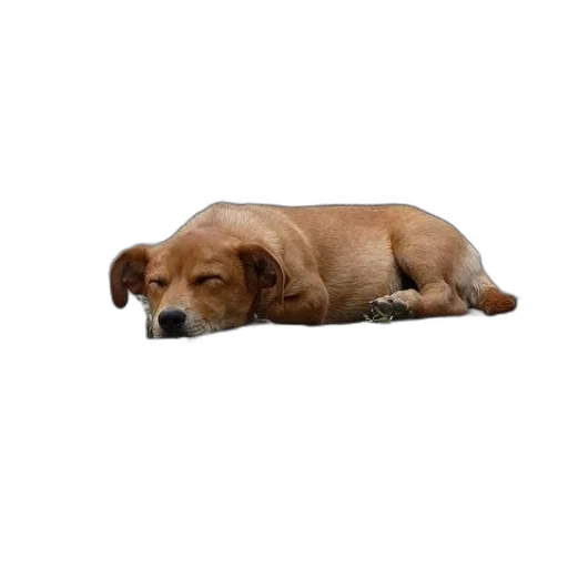animal, staff, creature, food transparent PNG cut-out