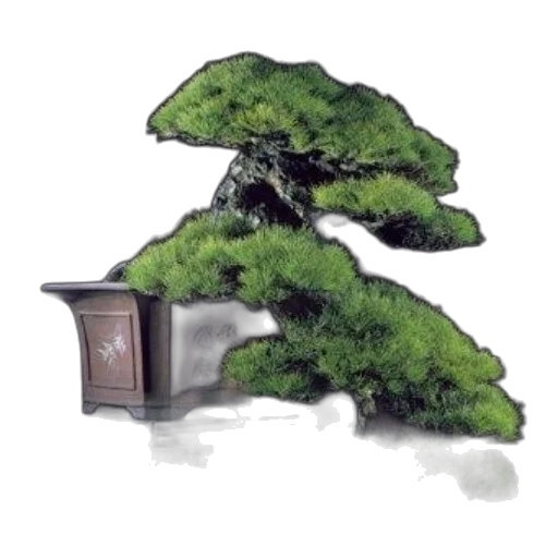 tree, crown, furniture, food transparent PNG cut-out