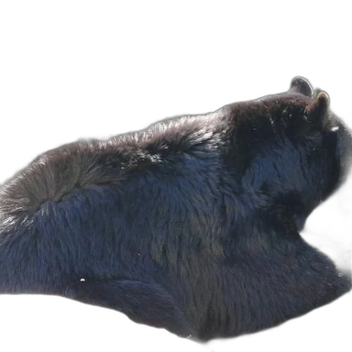 animal, creature, hair, mask transparent PNG cut-out