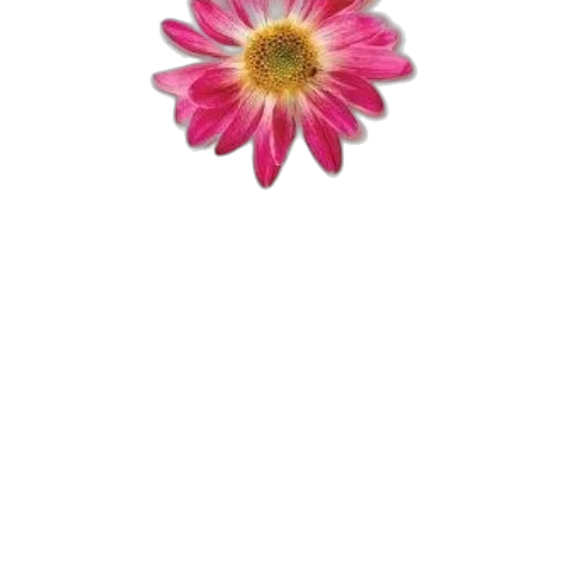 flower, jewelry, crown, staff transparent PNG cut-out