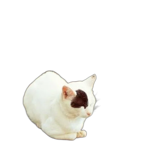 animal, creature, staff, food transparent PNG cut-out