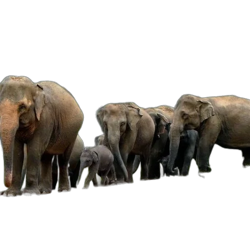 animal, concept art, herd, elephants transparent PNG cut-out