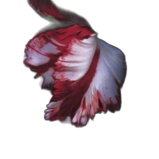 dragon, flower, animal, hair transparent PNG cut-out