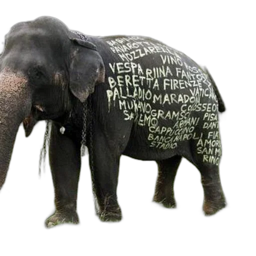 animal, jacket, elephant, stands transparent PNG cut-out