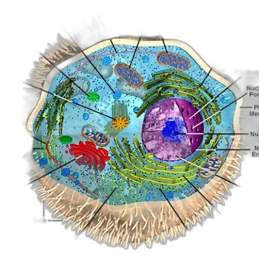 detailed, diagram, eukaryotic, cell transparent PNG cut-out