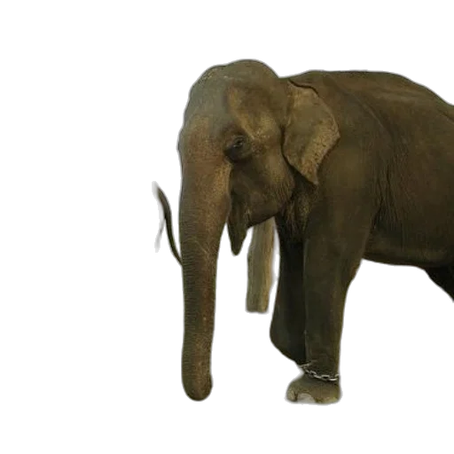 animal, creature, staff, 3d render transparent PNG cut-out