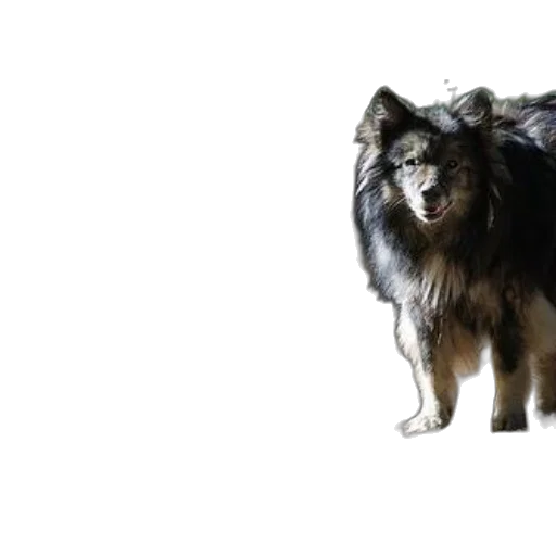 animal, creature, staff, hair transparent PNG cut-out
