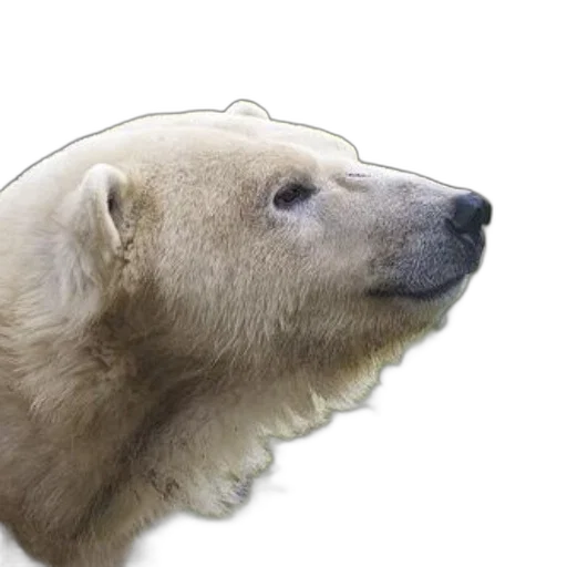 animal, creature, face, staff transparent PNG cut-out