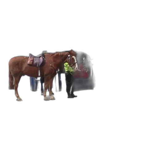 animal, robot, creature, bottle transparent PNG cut-out