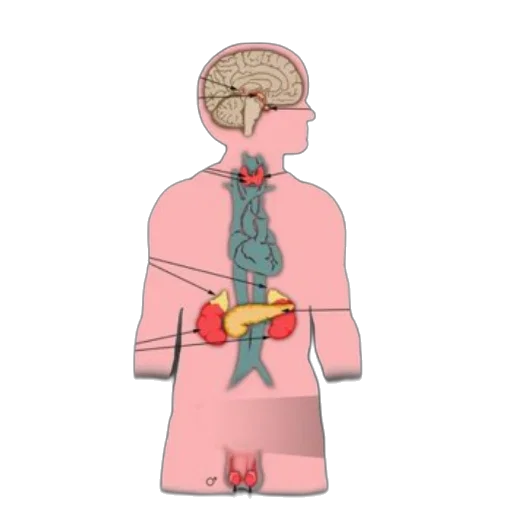 staff, jewelry, crown, anatomical transparent PNG cut-out