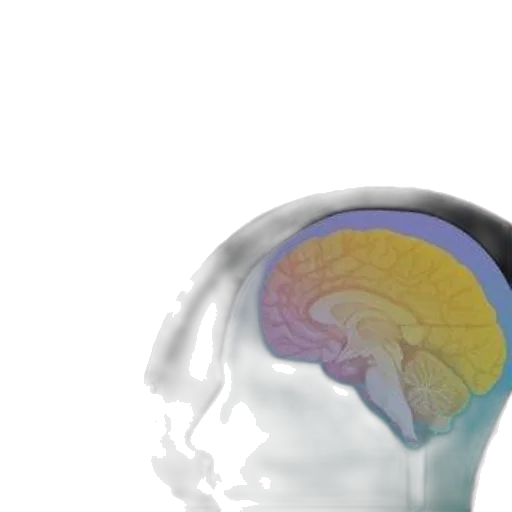high-yield, neuroanatomy, fourth, edition transparent PNG cut-out