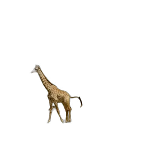 animal, creature, staff, furniture transparent PNG cut-out