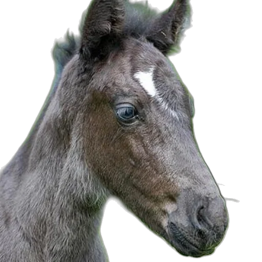 animal, staff, creature, hair transparent PNG cut-out