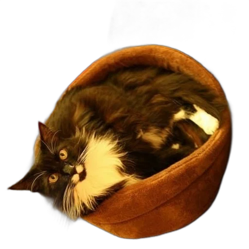 hat, crown, furniture, animal transparent PNG cut-out