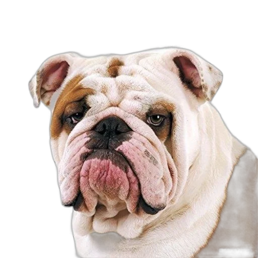 animal, face, creature, staff transparent PNG cut-out