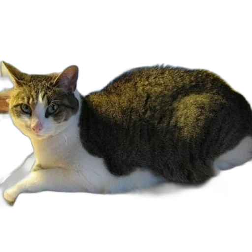 animal, creature, staff, weapon transparent PNG cut-out