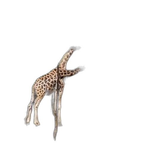animal, creature, staff, jewelry transparent PNG cut-out
