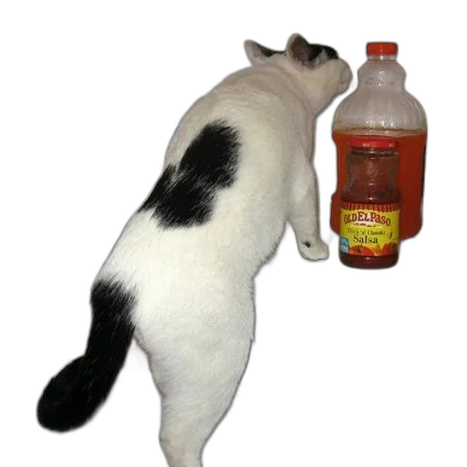 bottle, animal, food, staff transparent PNG cut-out
