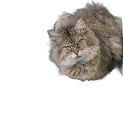 animal, creature, hair, hat transparent PNG cut-out