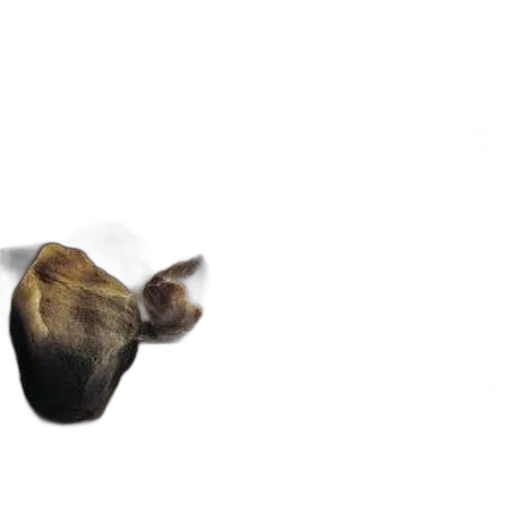animal, hair, creature, hat transparent PNG cut-out
